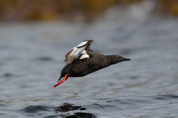 Close-up of a Black Guillemot in Flight About to Touch Down on Water © André Sørbø