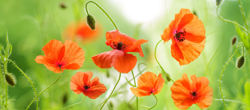 colorful red poppy flowers with water drops after rain blooming in a garden