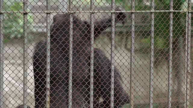 Close up chimpanzee portrait behind enclosure at Saigon Zoo and Botanical Gardens in Ho Chi Minh City Vietnam