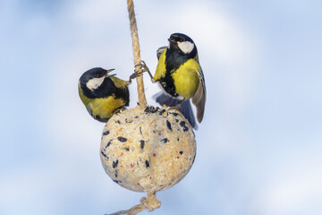 little birds feeding on bird feeder with suet fat ball. Great tit. Winter period © Nitr