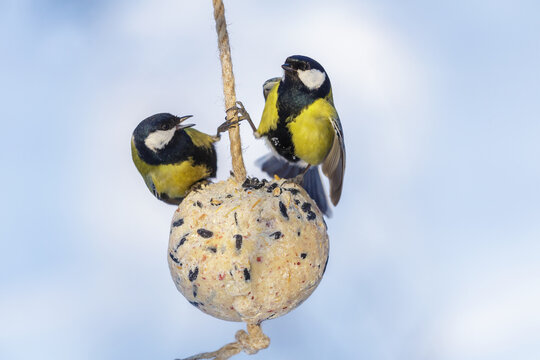 little birds feeding on bird feeder with suet fat ball. Great tit. Winter period