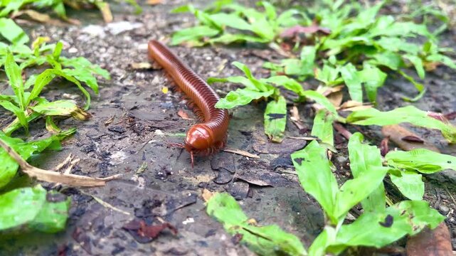 Giant Asian millipede crawling on the ground in a garden.