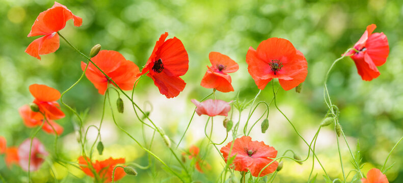 colorful red poppy flowers blooming in a garden