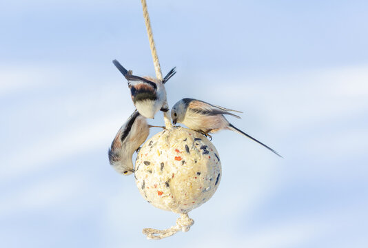 little birds feeding on bird feeder with suet fat ball. Long tailed tit. Aegithalos caudatus. Winter period
