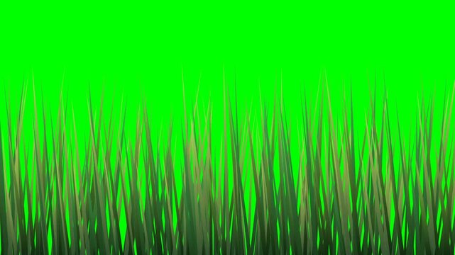 Green Grass Blades on Chroma Key Green Screen Background for Compositing, Realistic Grass Foreground Element for Video Editing and Motion Graphics