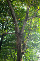 Fototapeta premium green tree in the forest