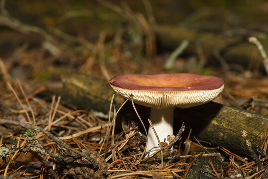 The mushroom in the photo shows features Dove (Russula)