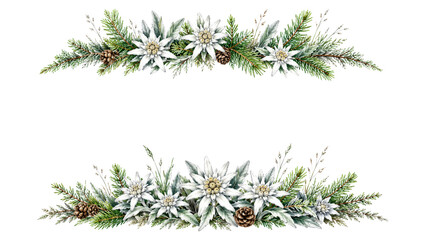 Fototapeta premium Edelweiss and Pine Branch Floral Border Watercolor Illustration
