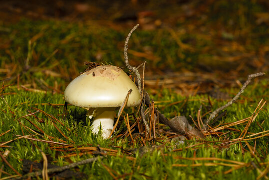 The mushroom presented shows features toadstool (Amanita phalloides), also called greenish toadstool.It is one of the The most poisonous mushrooms in the world.