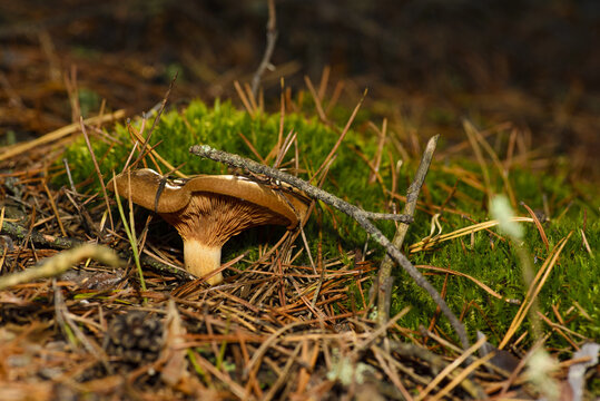 This mushroom is probably Rolled Up Cowshed, also known as alder tree.For many years it was considered an edible mushroom, but now it is classified as poisonous.