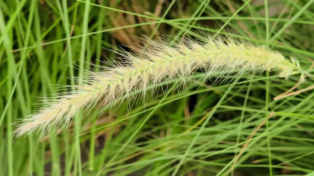 Feathery foxtail grass or fountain grass plume swaying in close up video shot on a windy day, showcasing nature's serene texture. Nature video 4k 60fps.