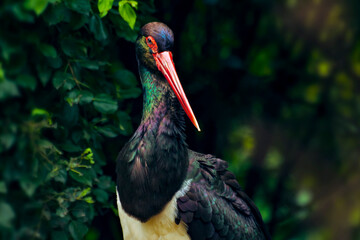 Portrait of Black Stork with Red Beak and Iridescent Feathers © WILL PHOTOGRAPHY
