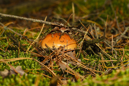 The photo shows a mushroom that resembles Yellowish toadstool (Amanita gemmata) or Rusty-brown toadstool (Amanita fulva).