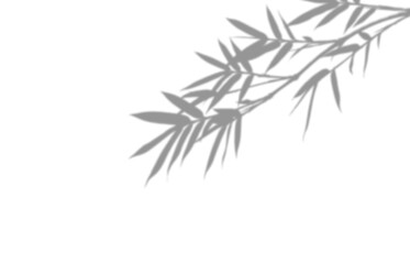 Fototapeta premium Shadow of bamboo leaves isolated on transparent background