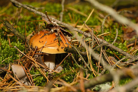 The photo shows a mushroom that resembles Yellowish toadstool (Amanita gemmata) or Rusty-brown toadstool (Amanita fulva).