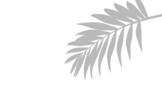 Palm leaf shadow overlay isolated on transparent background