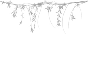Shadow of hanging willow branches isolated on transparent background © Imran
