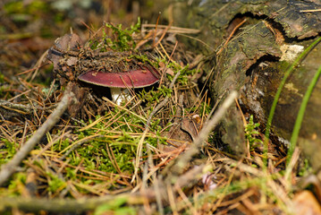 The mushroom in the photo shows features Dove (Russula) © Photopen