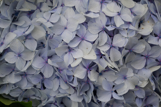 Blue hydrangea macrophylla flowers blooming in spring garden