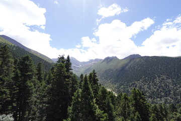 Panoramic view of an alpine valley, with dense coniferous forest covering the slopes, layered distant mountains, set against blue skies and white clouds © Lilja