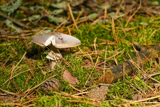 This mushroom exhibits the characteristics of porphyry toadstool (Amanita porphyria), a poisonous species.
