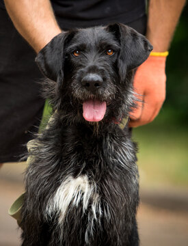 Close-up portrait of a friendly black wirehaired dog smiling alongside its owner outdoors.