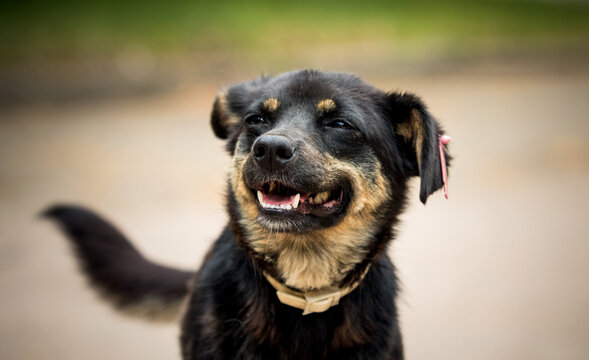 Happy black and tan mixed-breed stray dog with an ear tag smiling outdoors.
