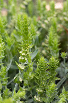 Close up of blooming Mursala tea plant (Sideritis scardica) with green leaves and flowers