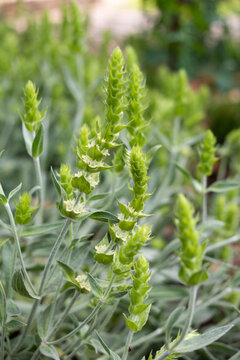 Medicinal Mursala tea herb with flowering stems and soft green foliage