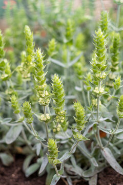 Vertical view of healthy Mursala tea herb with blossoms and green foliage
