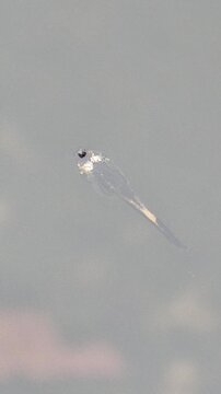 This video shows a tadpole.