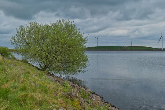 A tranquil landscape photo captures a vibrant green tree on a grassy bank beside calm water - Cheesden Lumb Mill, Lancashire, UK