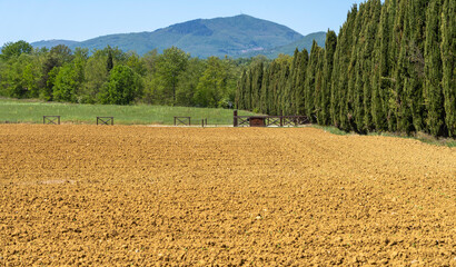 Acker und Pinien in der Toskana, Italien © spuno
