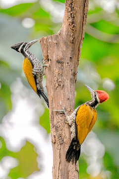 Two greater golden backed woodpeckers perched on a tree trunk in natural forest setting Chrysocolaptes guttacristatus