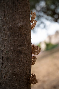 Cicada Exoskeletons Clinging to Stem After Molting in Nature