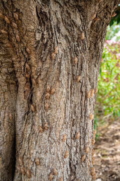 Cicada Exoskeletons Clinging to Stem After Molting in Nature