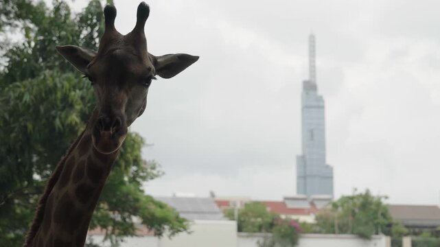 Giraffe looking toward Landmark 81 from Saigon Zoo and Botanical Gardens in Ho Chi Minh City Vietnam