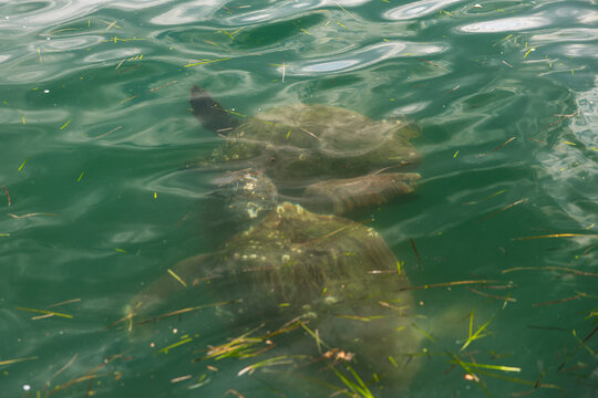 Beautiful Caretta caretta loggerhead sea turtle swimming in the clear blue waters of Argostoli harbor, Kefalonia island, Greece.