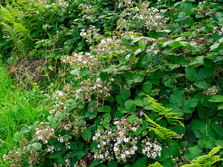 Kwitnące krzewy Jeżyny (Rubus) na polnych miedzach. Jezyny, zwane ostrężynami  zajmują bardzo różne siedliska, suche, świeże i wilgotne, © JDziedzic