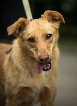 Close-up portrait of a cute golden mixed-breed dog tilting its head and smiling outdoors.