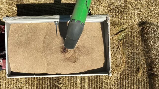 Aerial Top View of Combine Harvester Unloading Golden Wheat Grain into Tractor Trailer in Field, Industrial Agricultural Harvesting Process