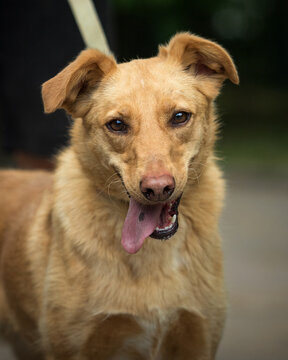 Close-up front portrait of a happy brown mixed-breed dog