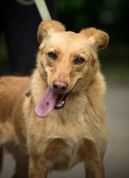 Close-up portrait of a friendly brown mixed-breed dog with a spotted tongue looking at the camera outdoors.