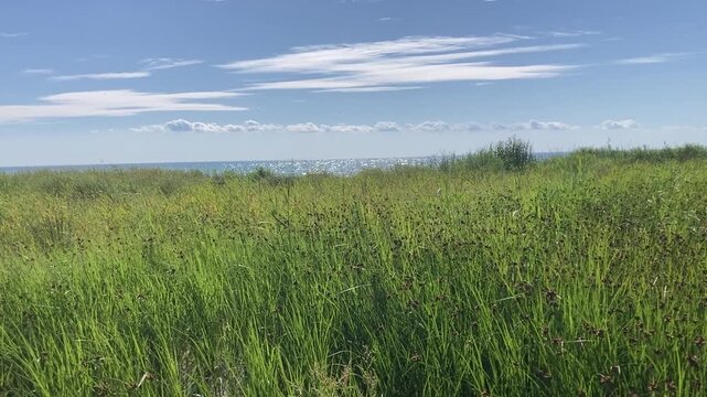 Coastal Reeds Framing a Sparkling Summer Sea