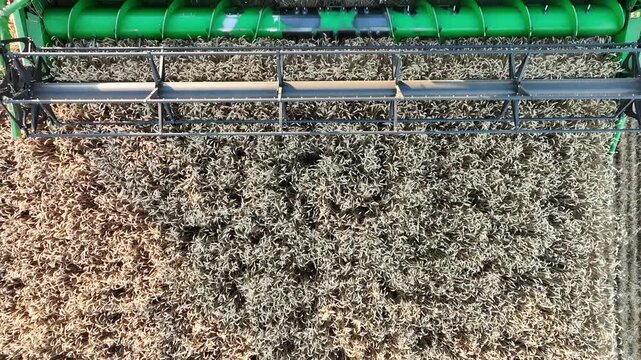 Aerial Top View of Combine Harvester Header Cutting Ripe Golden Wheat Grain, Industrial Agricultural Harvesting Process and Agribusiness Concept