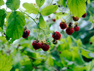 Owocująca Malina właściwa,  zwana dziką malina  (Rubus idaeus), na  skraju lasu. Malina właściwa (Rubus idaeus) jej owoce nie są dorodne natomiast jej aromat i wartości smakowe są nie do zastąpienia. © JDziedzic