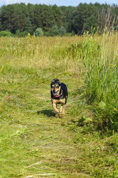 A dog, probably a toy terrier, is running towards us across the green-yellow grass.