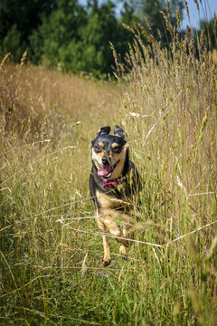 A dog, probably a toy terrier, is running towards us across the green-yellow grass.