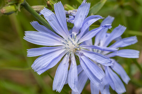 blue wildflowers close-up. (Cichorium intybus)