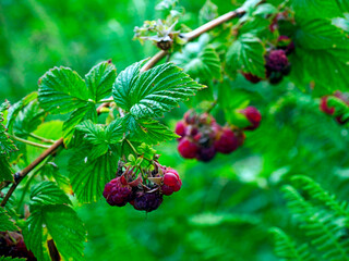 Owocująca Malina właściwa,  zwana dziką malina  (Rubus idaeus), na  skraju lasu. Malina właściwa (Rubus idaeus) jej owoce nie są dorodne natomiast jej aromat i wartości smakowe są nie do zastąpienia. © JDziedzic